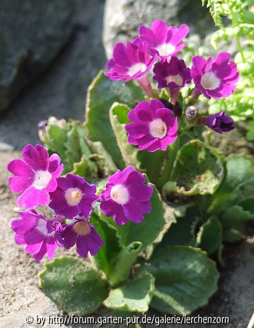 Behaarte Primel (Primula hirsuta) oder eine ihrer Hybriden