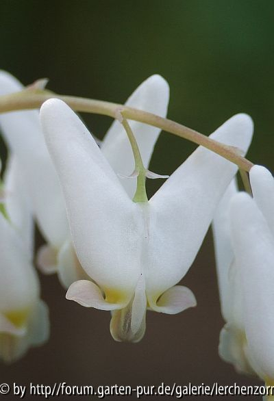 Tränendes Herz (Dicentra cucullaria)