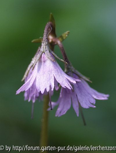 Karpaten-Troddelblümchen (Soldanella carpatica)