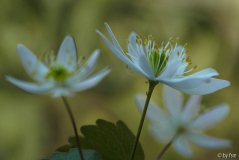 Anemone Thalictroides 1 10-04-2009