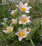 Pulsatilla vulgaris (Hybride lachs)