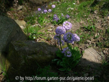 Kugelprimeln am Bach