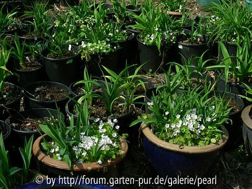 Taglilien Töpfe im April