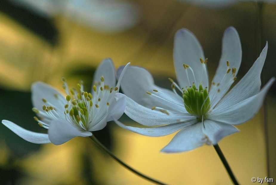 Anemone Thalictroides 2 10-04-2009