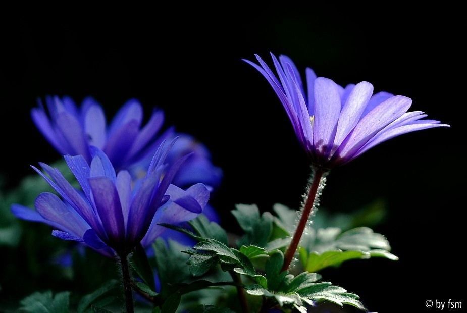 Anemone Blanda 1 10-04-2009