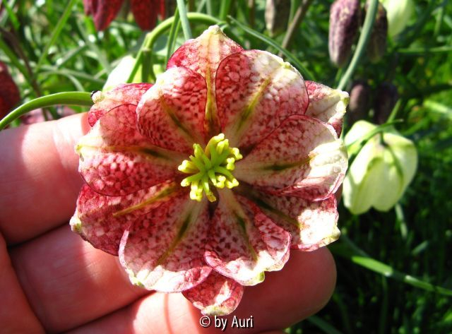Fritillaria meleagris double