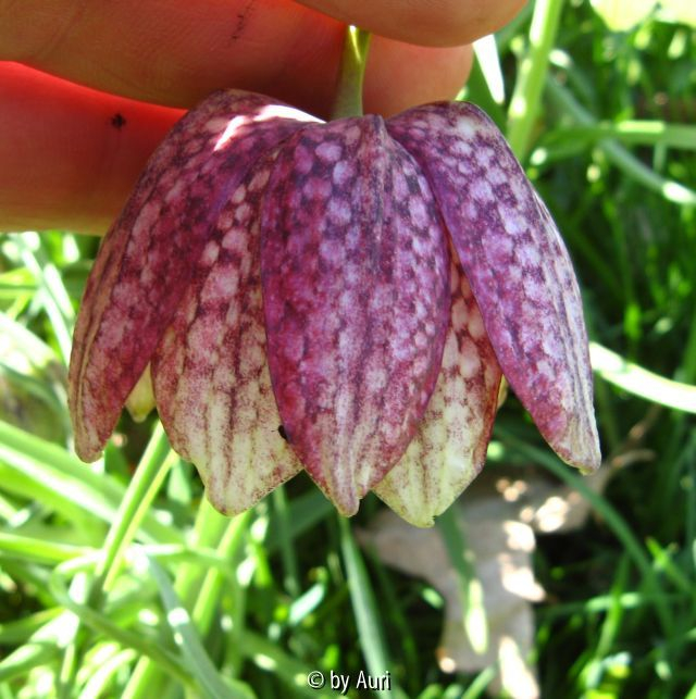 Fritillaria meleagris double2