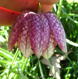 Fritillaria meleagris double2