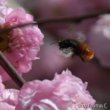 Schwirrender Flug