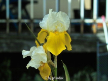Butter Pad Intermedia