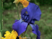 unbekannte Dunkelblaue