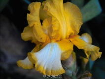 Glacier Gold