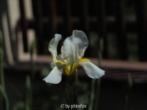 Flavescens