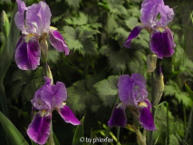Xyphos