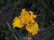 '