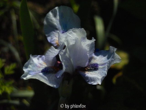 Sapphire Jewels