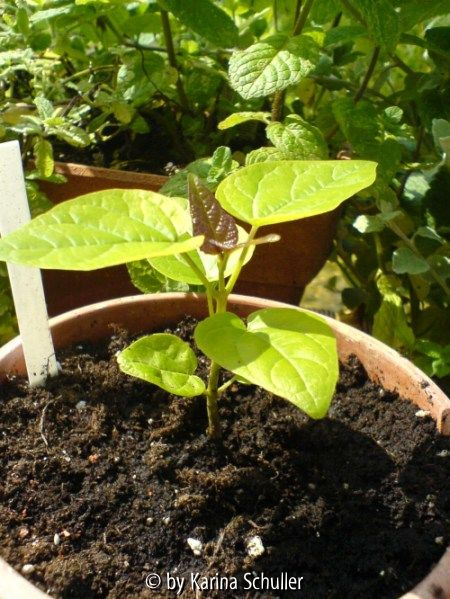 Catalpa bignonioides Sämling 2005
