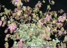Origano dictamuns