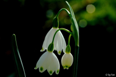 Leucojum 1 10-04-2009