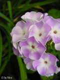 Phlox von Claudia