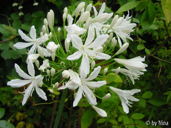 Agaphantus weiss 20. Juli 2005