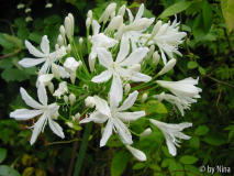 Agaphantus weiss 20. Juli 2005