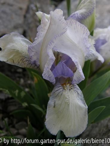 Iris barbata nana 