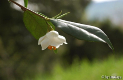 C.longicarpa3