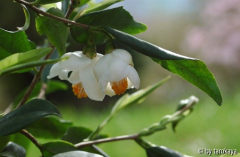 C.longicarpa2