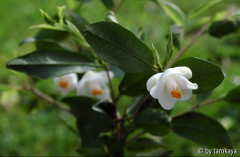 C.longicarpa09