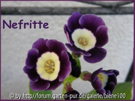 Aurikel Nefritte