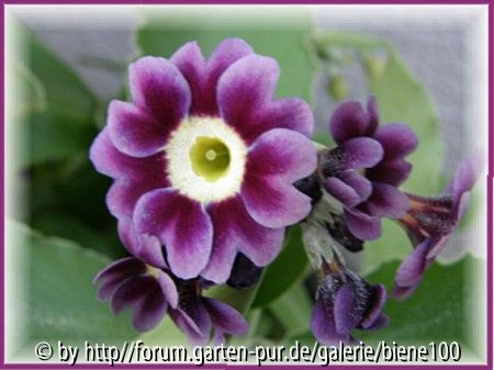 Gartenaurikel