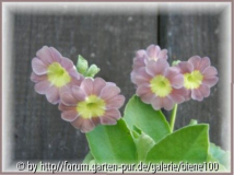 Gartenaurikel altrosa