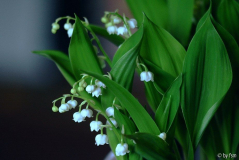 Convalleria 1 12-04-2009