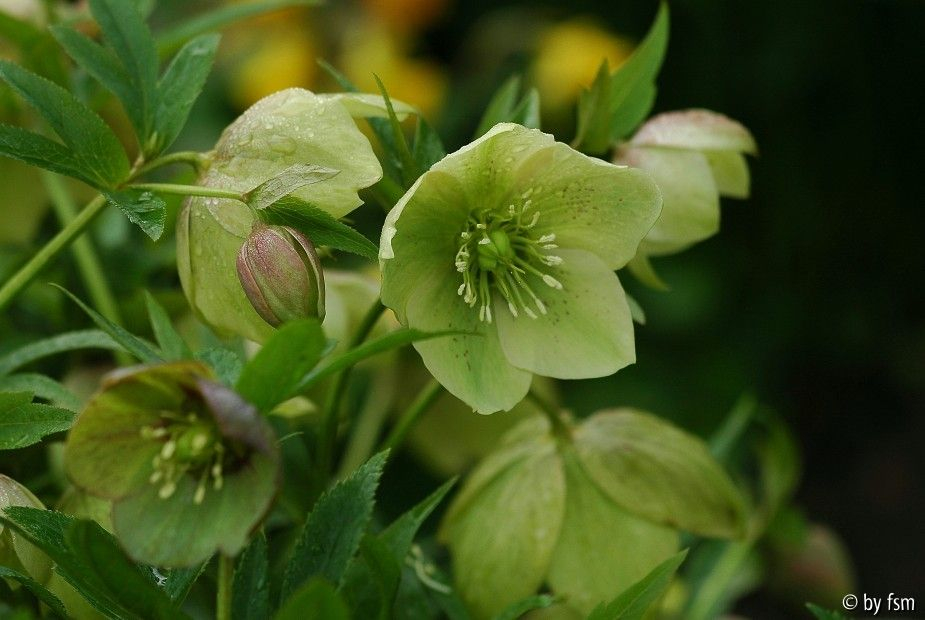 Helleborus 1 12-04-2009