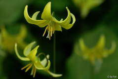 Erythronium 1 12-04-2009