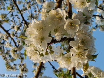 Kischblüte