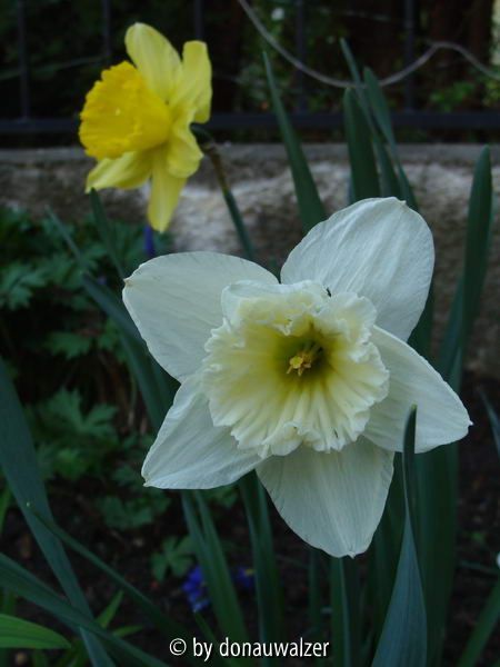 Ice Follies