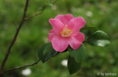 koto no kaori09