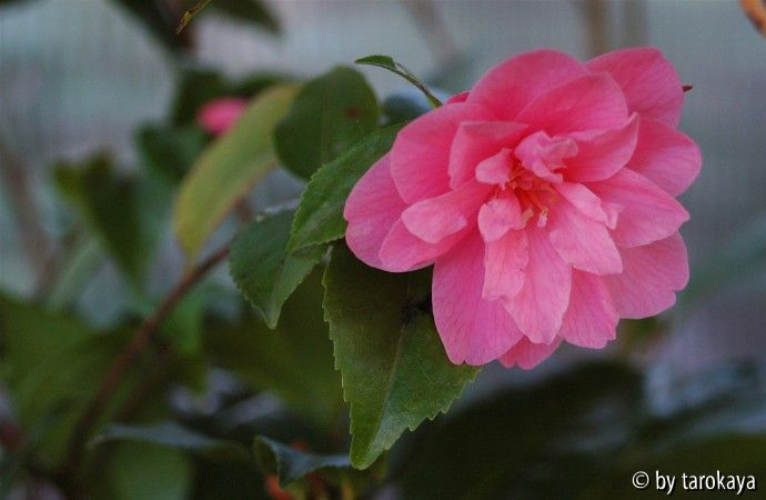 fragrant pink09