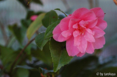 fragrant pink09
