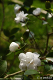 cinnamon cindy09