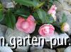Halbgeöffnete Blüten Bonomiana