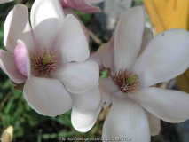 Magnolie Blüte 09