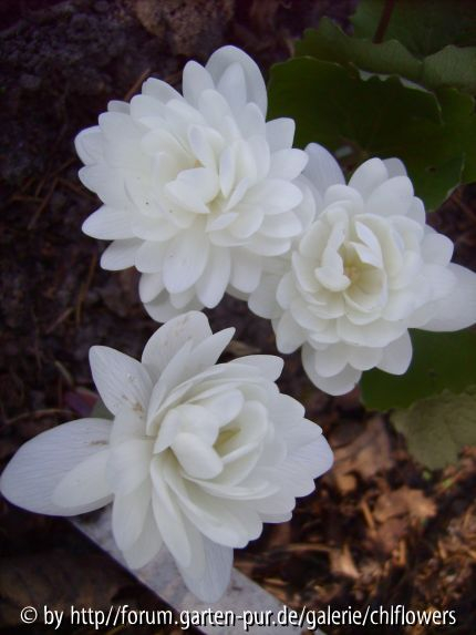 Sanguinaria canadensis Multiplex