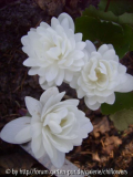 Sanguinaria canadensis Multiplex