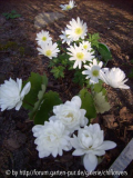 Sanguinaria canadensis Multiplex mit Anemone blanda