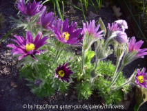 Pulsatilla vulgaris