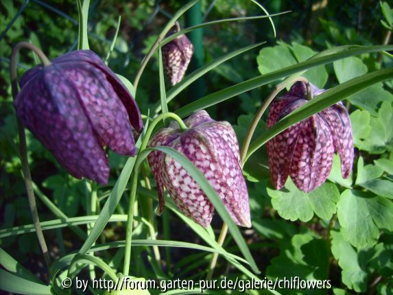 Frittilaria meleagris