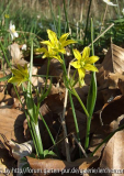 Scheidiger Goldstern (Gagea spathacea)